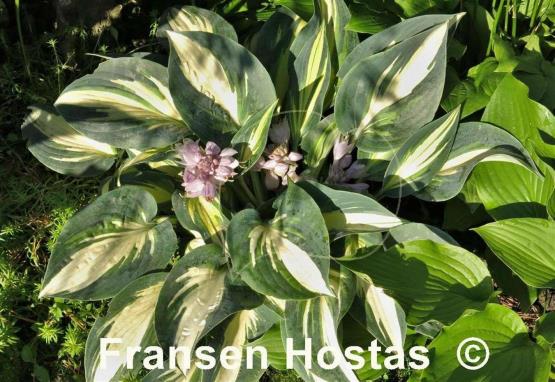 Hosta High Society