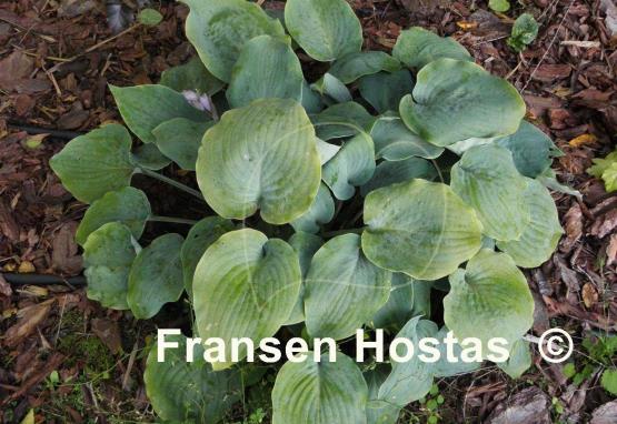Hosta High Tide