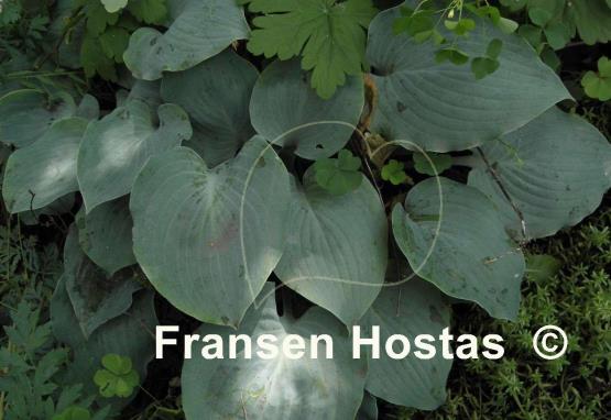 Hosta High Tide
