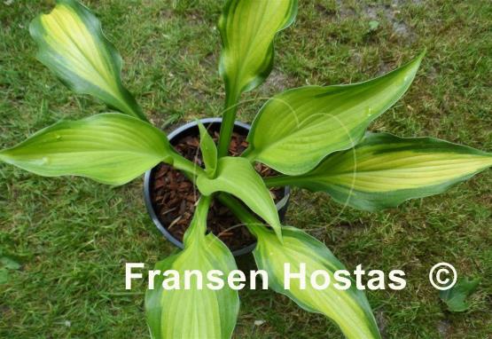 Hosta High Voltage