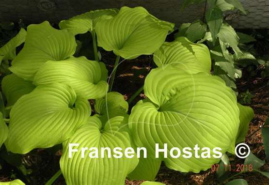 Hosta Hillary