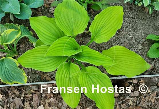 Hosta Hillary