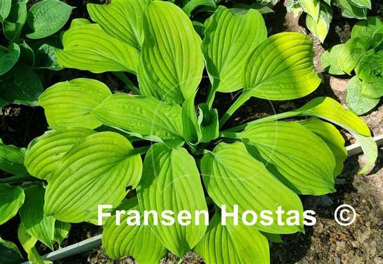 Hosta Hillary
