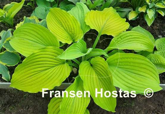 Hosta Hillary