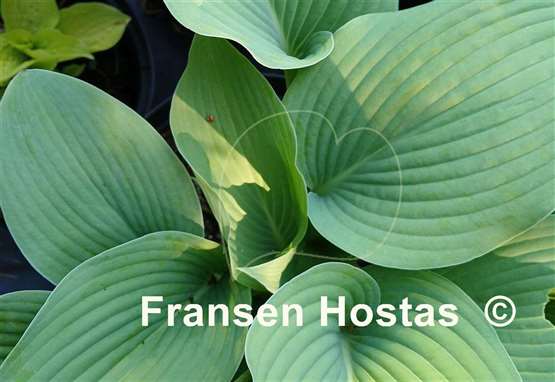Hosta Hillbilly Blues