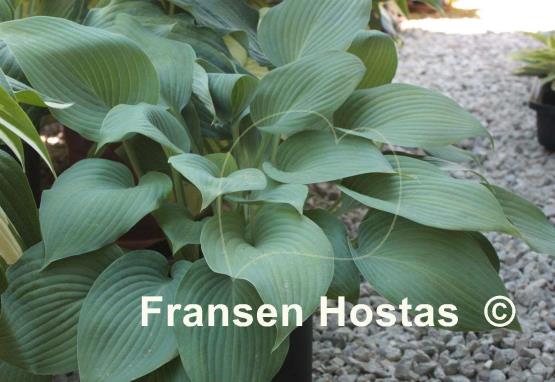 Hosta Hillbilly Blues