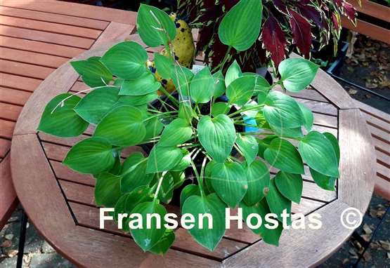 Hosta Hime Tokudama