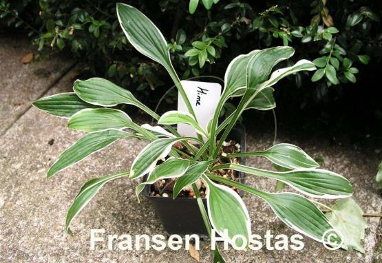 Hosta Hime