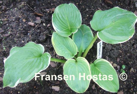 Hosta Hippodrome