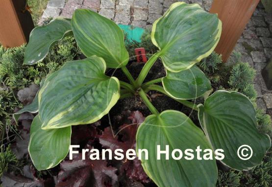Hosta Hippodrome