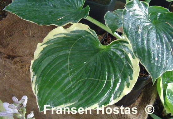 Hosta Hippodrome
