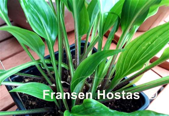 Hosta Hirao Elite