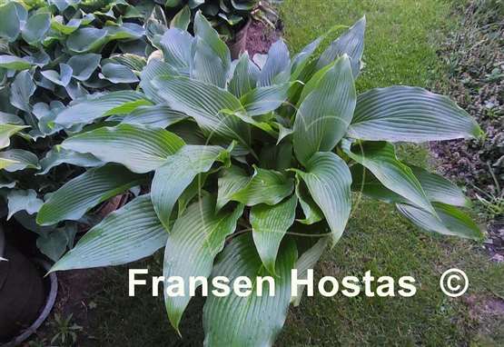 Hosta Hirao Grande