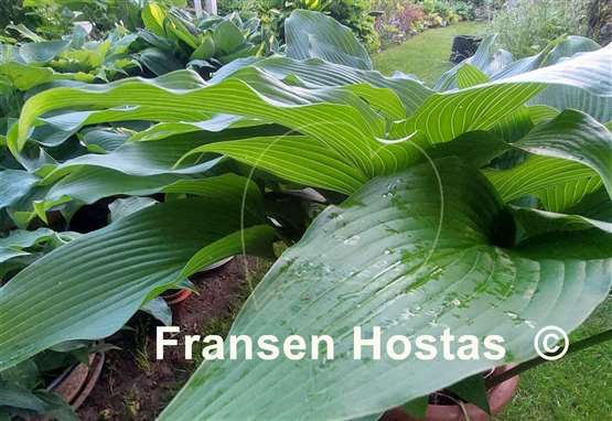 Hosta Hirao Grande