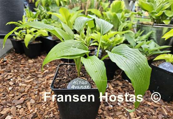 Hosta Hirao Grande
