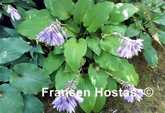 Hosta Hirao Majesty