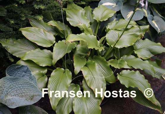 Hosta Hirao Majesty