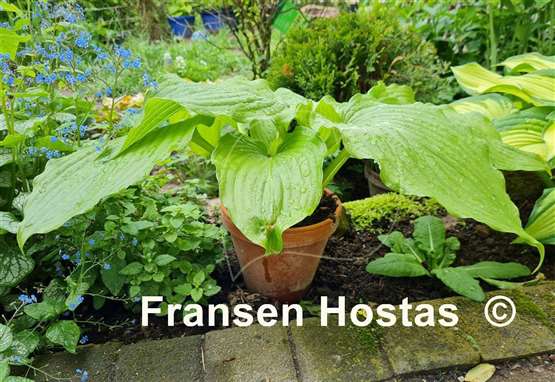 Hosta Hirao Majesty