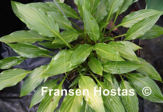Hosta Hirao Elite