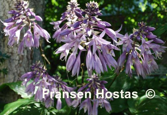 Hosta Hirao Majesty