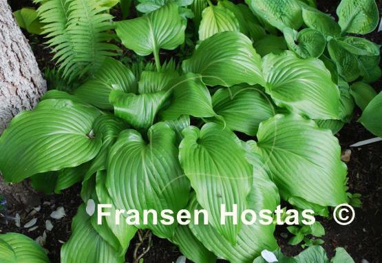 Hosta Hirao Majesty