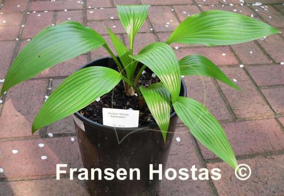 Hosta Hirao Splendor