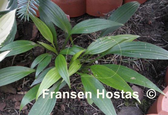 Hosta Hirao Splendor