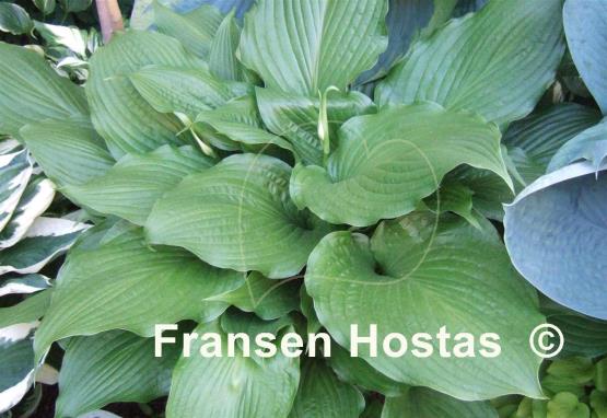 Hosta Hirao Supreme