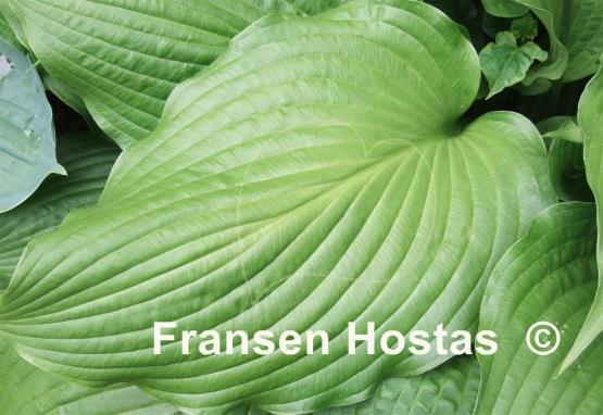 Hosta Hirao Supreme