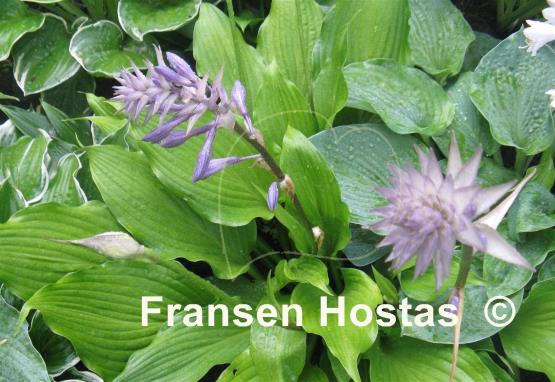 Hosta Hirao Supreme