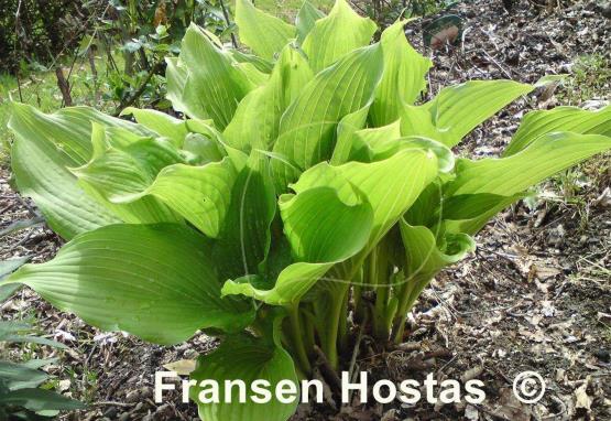 Hosta Hirao Supreme