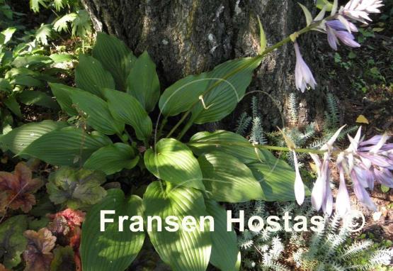 Hosta Hirao Supreme