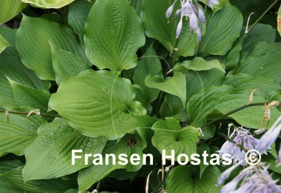 Hosta Hirao Supreme
