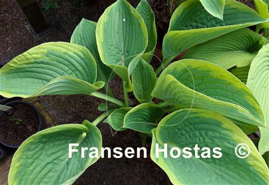 Hosta His Honor