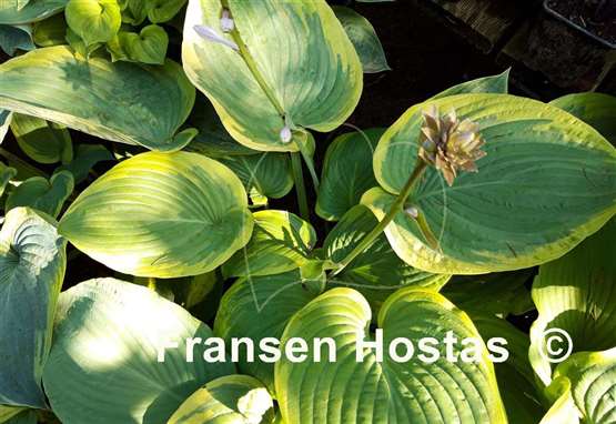 Hosta His Honor