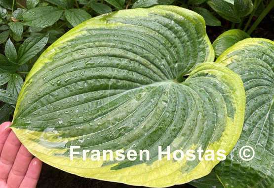 Hosta His Honor