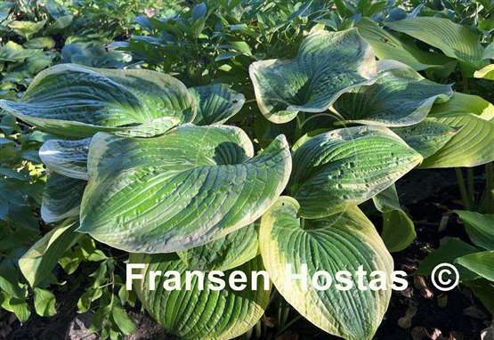 Hosta His Honor