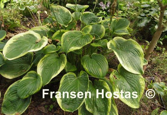 Hosta His Honor