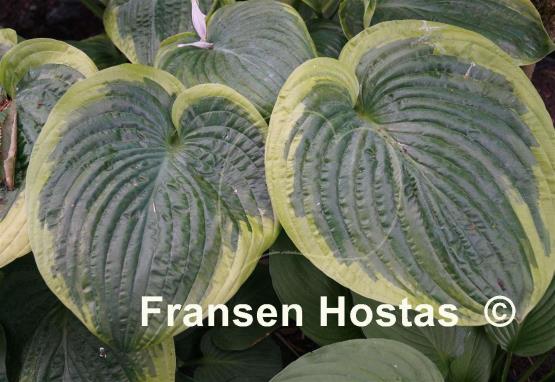 Hosta His Honor