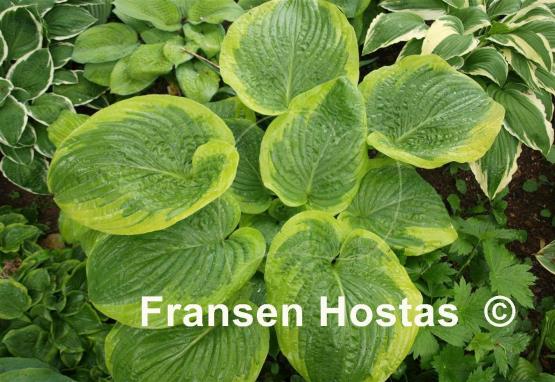 Hosta His Honor