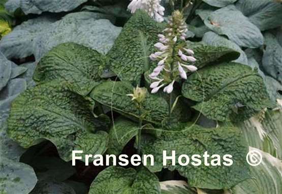 Hosta Hogwarts