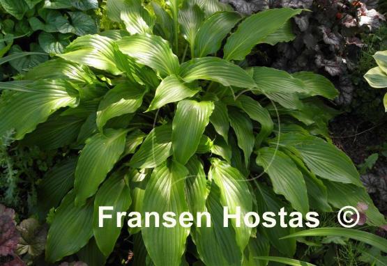 Hosta Hokkaido