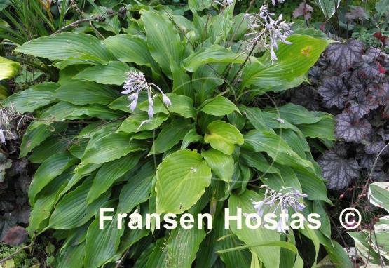 Hosta Hokkaido