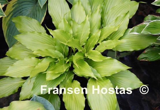 Hosta Hokkaido