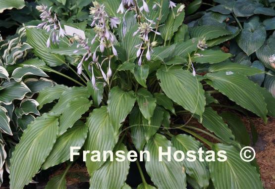 Hosta Hokkaido