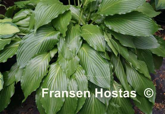Hosta Hokkaido