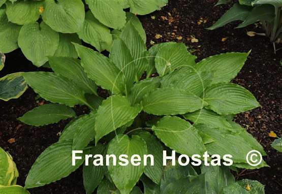 Hosta Hokkaido