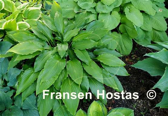 Hosta Hokkaido