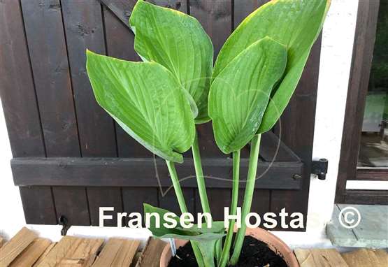 Hosta Holar Arches Park