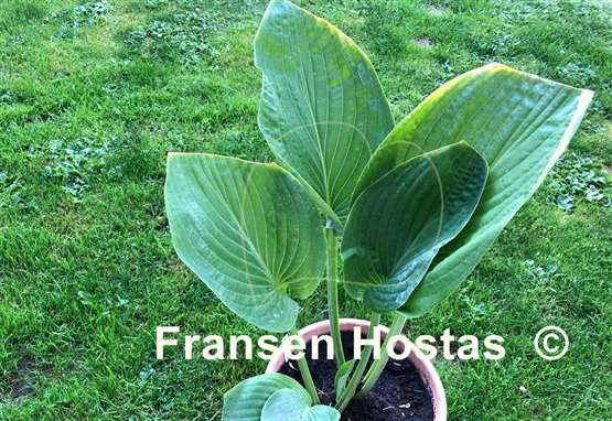 Hosta Holar Arches Park